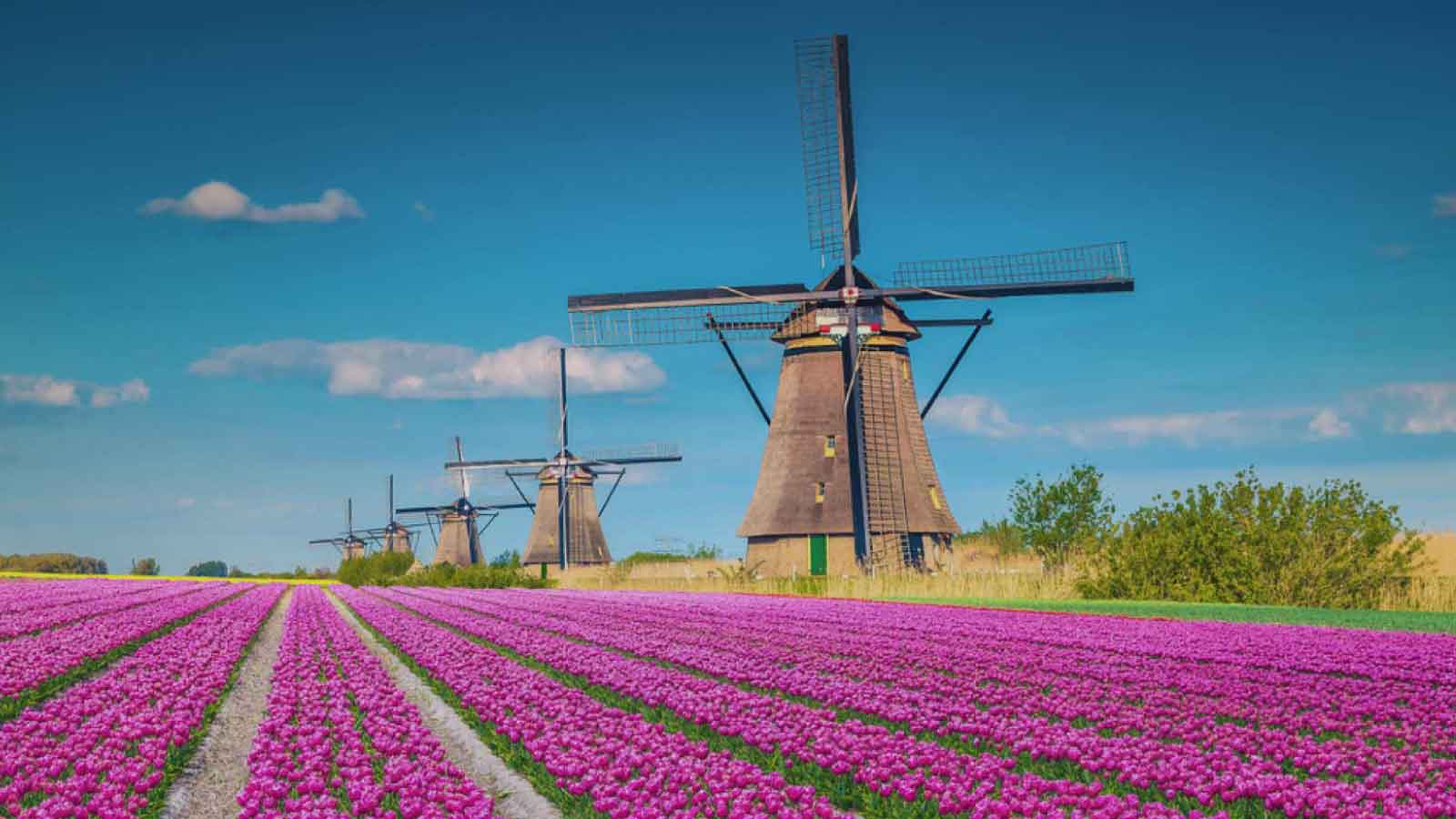 هلند بهترین کشور برای کار و مهاجرت کاری